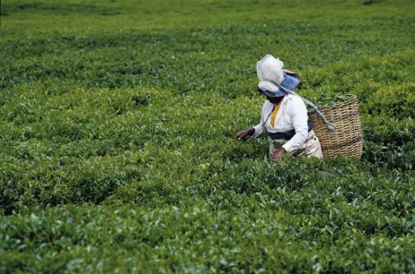Tea Harvest